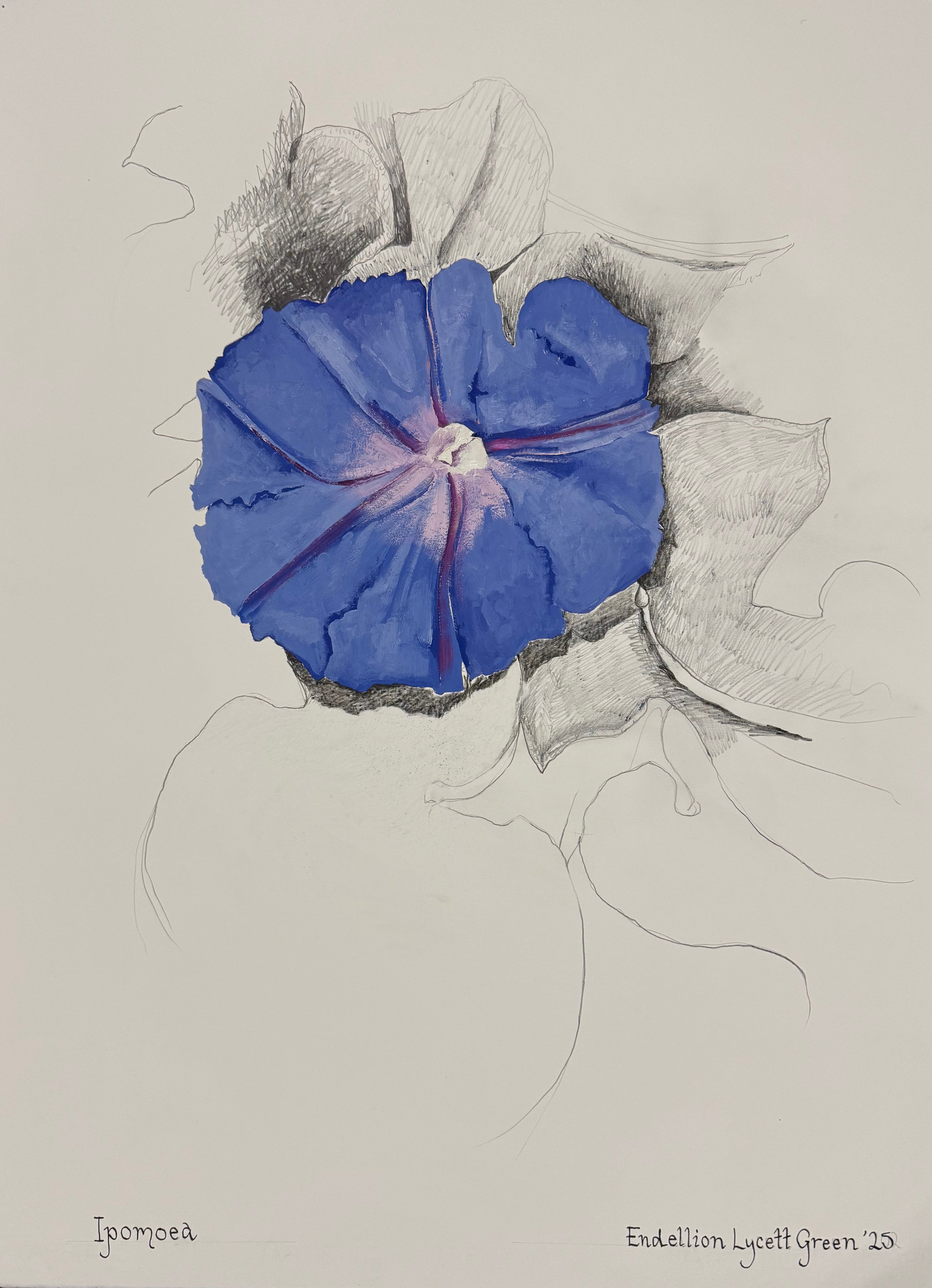 Endellion Lycett Green - Ipomoea I