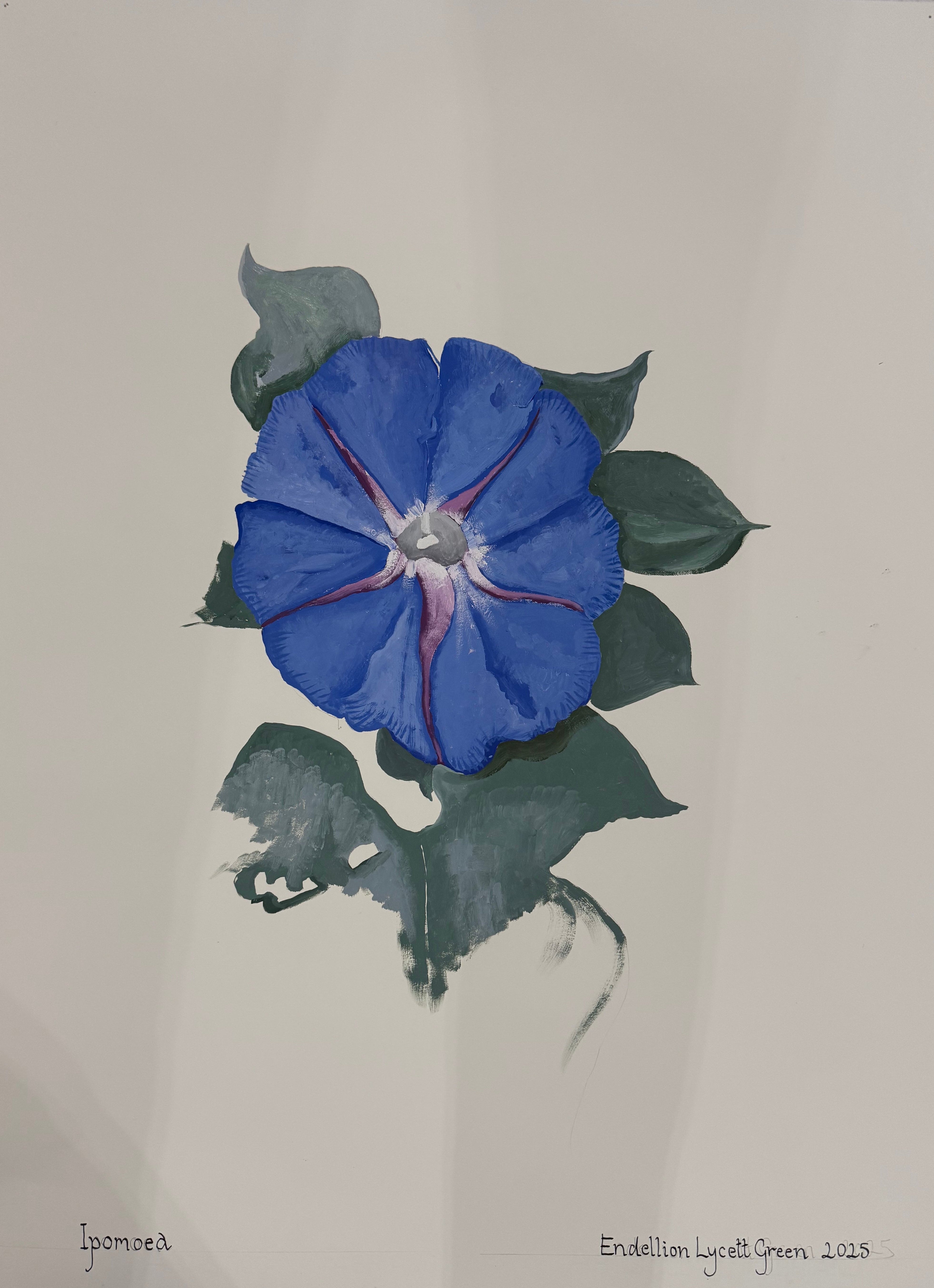 Endellion Lycett Green - Ipomoea II